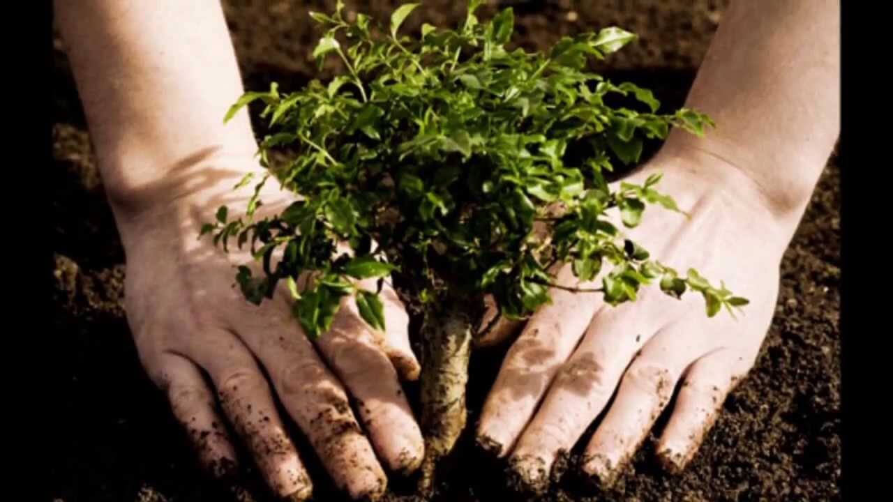 6.000 de arbori vor fi plantați în Calea Șagului: Timișoara continuă să devină un oraș mai verde. Cum te poți alătura voluntarilor?