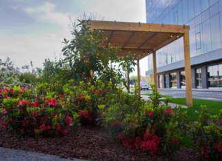 Unde poți vedea în Timișoara pomii de portocali înfloriți