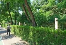 Încep lucrările de reamenajare a Parcului Central din Timișoara