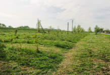 500 de voluntari vor planta sambata 4.000 de copaci langa Timisoara