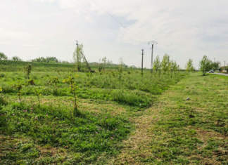 500 de voluntari vor planta sambata 4.000 de copaci langa Timisoara
