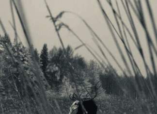 Ninge în întunericul meu – poezie de Andrei Eden