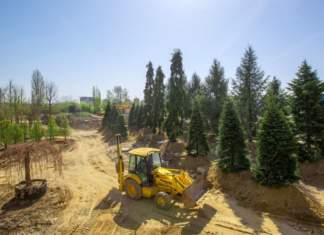 1400 de arbori au ajuns la Timișoara. Unde vor fi plantați