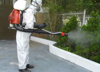 Dezinsecția în Timișoara trebuie urgentată !