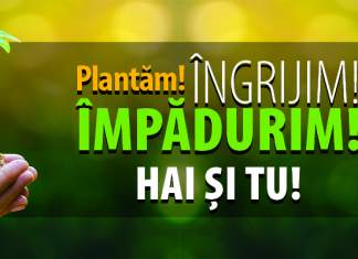 Timișorenii sărbătoresc venirea primăverii prin acțiune de împădurire