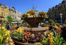 Spectacolul florilor în centrul Timișoarei – vezi cele mai frumoase poze de la Timfloralis