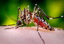 De azi începe dezinsecția și deratizarea în Timișoara. Ce amenzi riscă firmele și asociațiile de locatari din oraș?