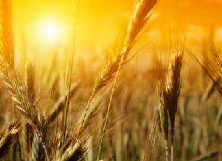 Ca în vremurile bune – România a redevenit grânarul Europei în vara 2019
