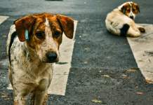 Bărbat de 45 de ani, mușcat de câinii lăsați liberi. Proprietarul a fost amendat cu 3.000 lei