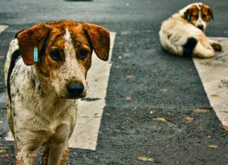 Bărbat de 45 de ani, mușcat de câinii lăsați liberi. Proprietarul a fost amendat cu 3.000 lei