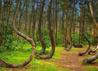 USR vrea înființarea unui DNA al pădurilor