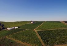 Cramele mici se reorientează după ce comenzile din HoReCa au scăzut! Crama Dealul Dorului își deschide magazin online