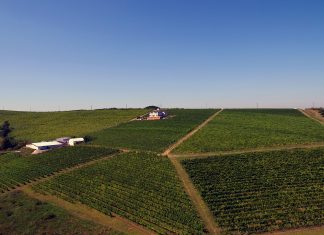 Cramele mici se reorientează după ce comenzile din HoReCa au scăzut! Crama Dealul Dorului își deschide magazin online