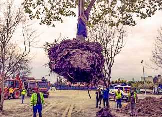 Întoarcerea spre respectul naturii – mutarea copacilor de pe Bogdăneștilor