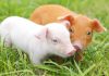 DSVSA Timiș anunță stingerea focarelor de pestă porcină africană din Checea