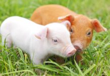 Focar de pestă porcină africană confirmat la Racovița: restricții dure în Timiș