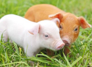 Restricțiile sanitar-veterinare, ridicate la Gottlob după stingerea focarului de PPA