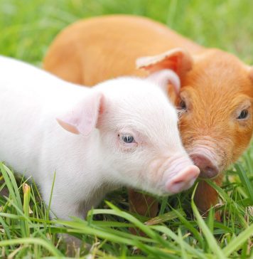 Restricțiile sanitar-veterinare, ridicate la Gottlob după stingerea focarului de PPA