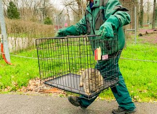 Timișoara rămâne (temporar) fără Grădină Zoologică – a început mutarea animalelor spre alte locații