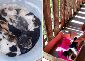 Șapte pui de pisică, o cadă de baie și un … frigider, abandonate de niște „gospodari” pe marginea drumului Timișoara – Arad