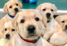 15 câini „foarte sociabili” își caută stăpân într-o nouă campanie lansată de Primăria Timișoara