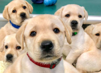 Pas înainte pentru noul adăpost destinat animalelor fără stăpân din Timișoara