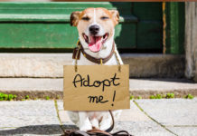 Târg de Adopții în Parcul Rozelor: Zeci de căței își caută o familie, sâmbătă, 31 mai