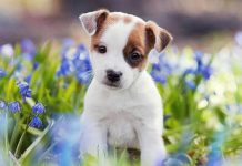 De ce își înclină cățeii capul într-o parte? Un nou studiu face o descoperire interesantă