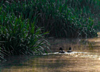 Climathon Timișoara 2021: promovarea biodiversității, văzută de tineri