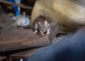 O nouă acțiune de deratizare la Timișoara