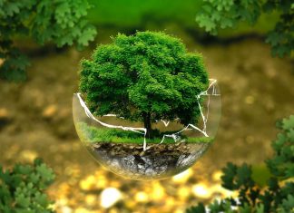 O nouă materie va apărea în școli de anul viitor: educația pentru mediul înconjurător