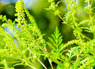 Cine trebuie să distrugă ambrozia și ce obligații au proprietarii de terenuri pe care crește ambrozia?