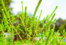 Timișoara luptă împotriva ambroziei: Amenzi de până la 20.000 de lei pentru cei care nu elimină planta alergenă