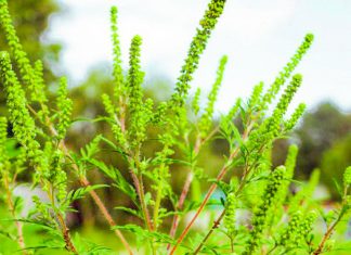 Timișoara luptă împotriva ambroziei: Amenzi de până la 20.000 de lei pentru cei care nu elimină planta alergenă