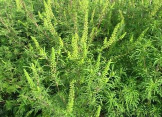 407 somații trimise de Primăria Timișoara proprietarilor de terenuri cu ambrozie