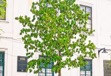 Stejarul plantat de principesa Margareta în Piața Libertății se usucă