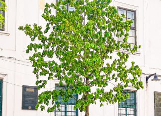 Stejarul plantat de principesa Margareta în Piața Libertății se usucă