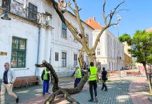 Stejarul plantat de Regele Ferdinand I în Piața Libertății a fost tăiat