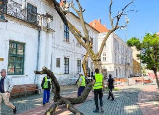 Stejarul plantat de Regele Ferdinand I în Piața Libertății a fost tăiat
