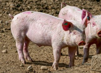 Focar de pestă porcină africană confirmat la Parța – 39.000 de animale vor fi sacrificate