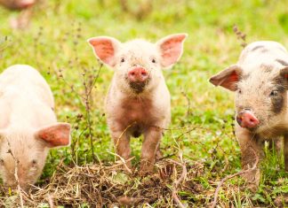 A fost descoperit focarul primar potențial de la Parța. Cum putea fi prevenită sacrificarea a 40.000 de porci