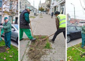 PMT anunță că în campania de plantări din această toamnă s-au sădit peste 800 de arbori și arbuști și peste 175.000 de flori în Timișoara (foto)