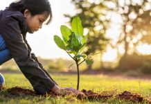 „Un județ de 10”. Elevi din Moșnița, Giroc, Timișoara și Peciu Nou plantează zeci de copaci în curțile școlilor