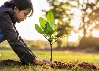 „Un județ de 10”. Elevi din Moșnița, Giroc, Timișoara și Peciu Nou plantează zeci de copaci în curțile școlilor