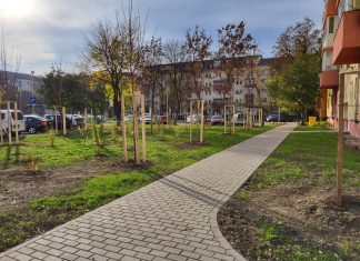 Rând pe rând, cartierele Timișoarei încep să prindă viață. Au fost plantați deja primii ulmi, frasini și tei