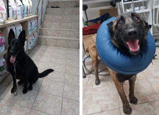 Primăria Timișoara începe campania de sterilizare gratuită a câinilor