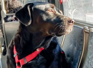 Vrei să mergi în troleibuz, tramvai sau autobuz cu câinele sau pisica ta? Vezi care sunt condițiile de acces cu animalele de companie în mijloacele de transport în comun din Timișoara