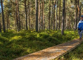 La fel ca în Europa Occidentală: Primăria Timișoara va transforma Pădurea Verde într-un parc modern și accesibil