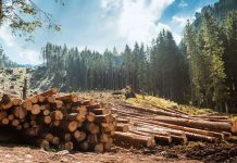 Percheziții domiciliare la persoanele bănuite de tăieri ilegale și furt de arbori