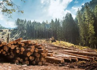 Percheziții domiciliare la persoanele bănuite de tăieri ilegale și furt de arbori